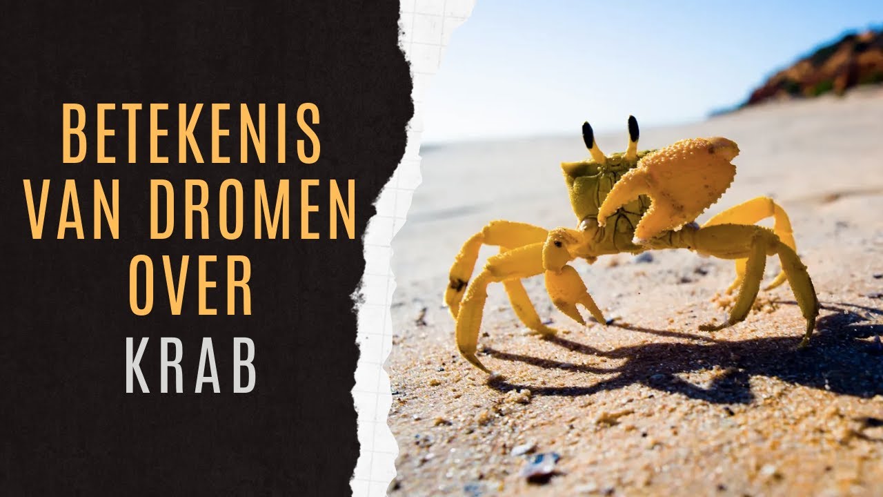 Krab Droominterpretatie | Krab Symboliek | Krab Dromen Uitgelegd | Krab Droom | Krab Betekenis