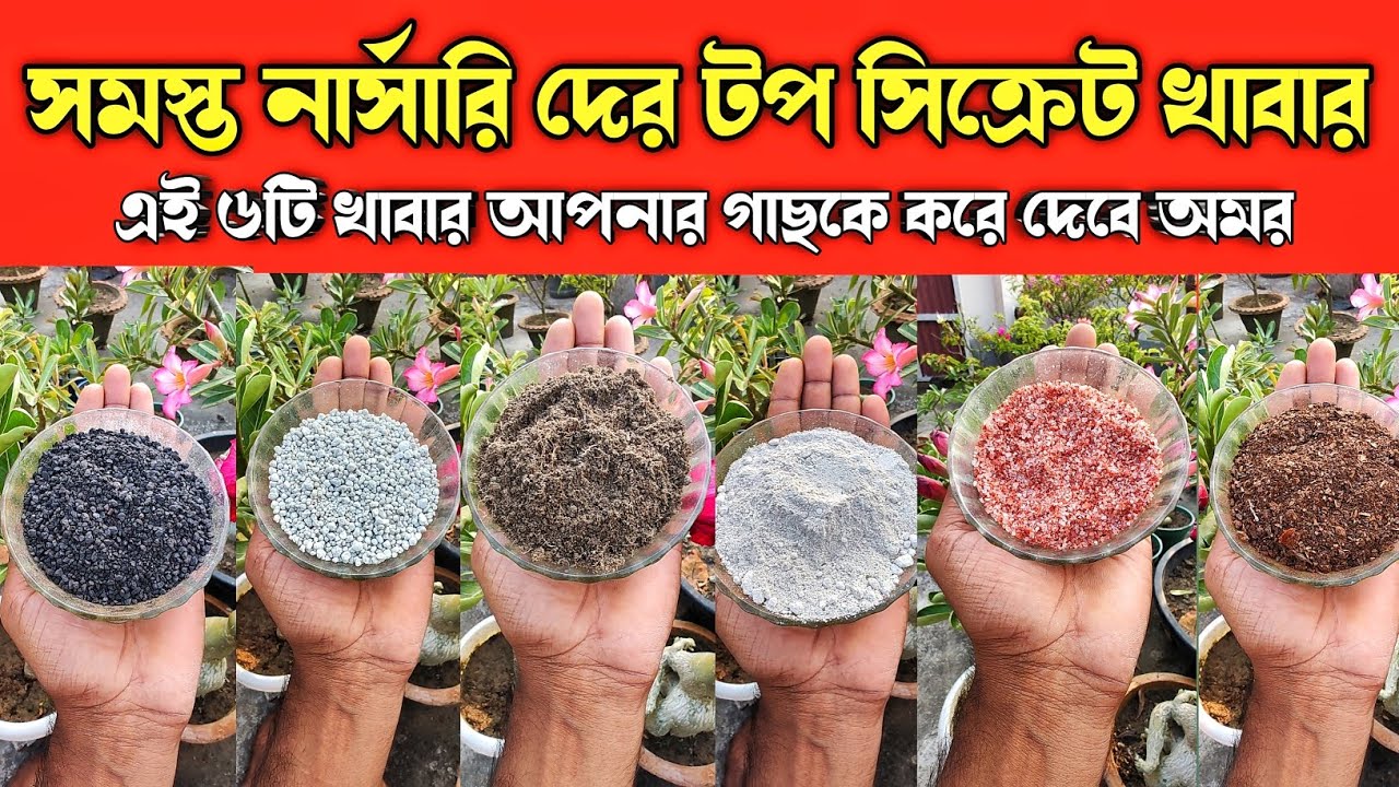 এই ৬টি খাবার Nursery রা লুকিয়ে গাছে দিয়ে থাকে  এইজন্য ওদের গাছ ফুলে ভরে থাকে | রাসায়নিক খাবার