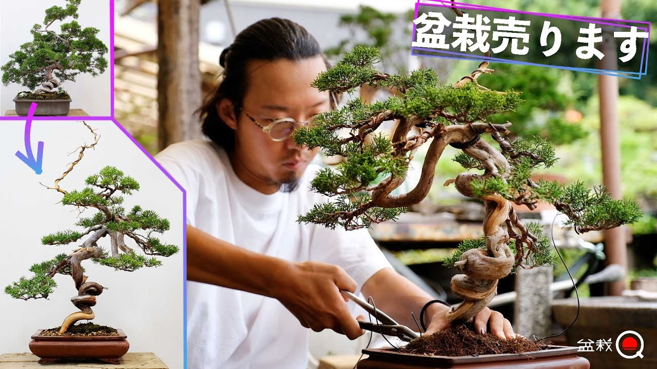 【真柏】盆栽売ります！真柏を改作して販売します。【盆栽Q】