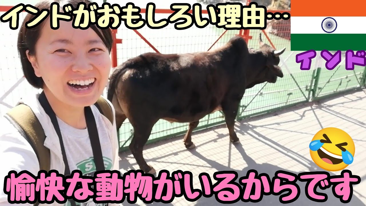 【インド#12】こんなところにう○ちしたり、差別されたり…笑いと癒しが止まらない牛、サル、イヌ、インドの愛すべき動物達