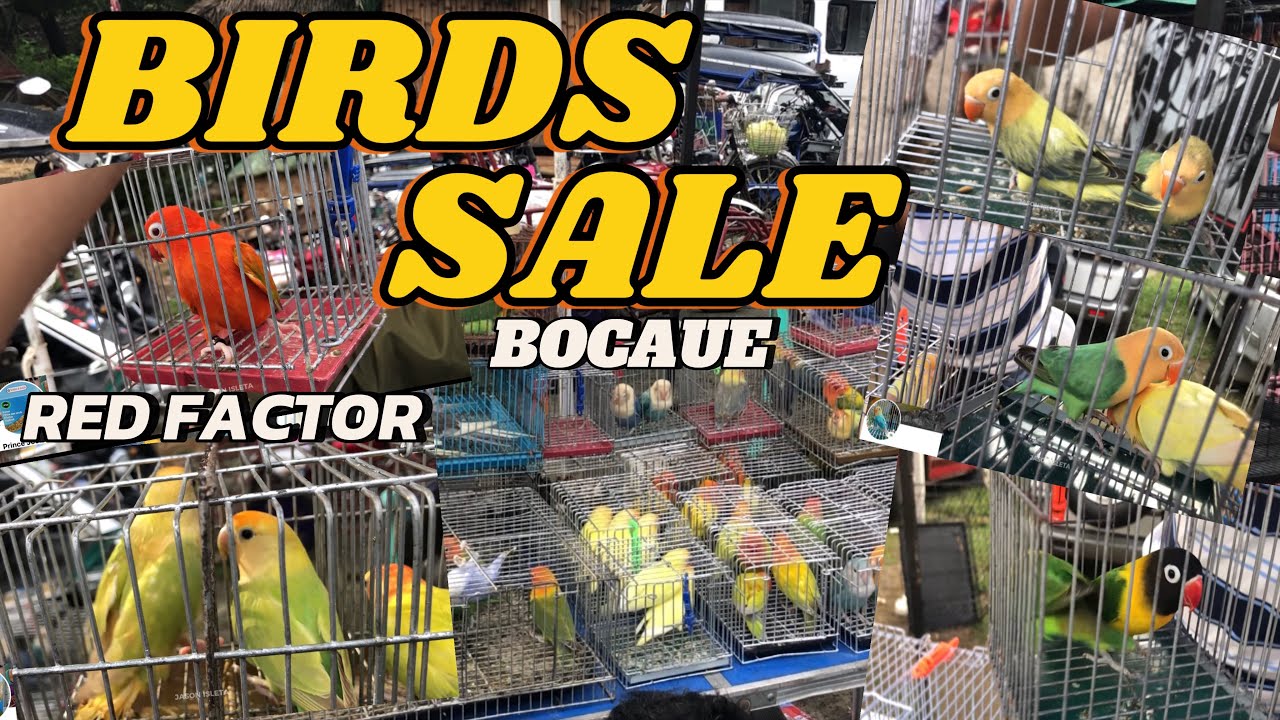 LOVEBIRDS PRICE UPDATE SA BOCAUE