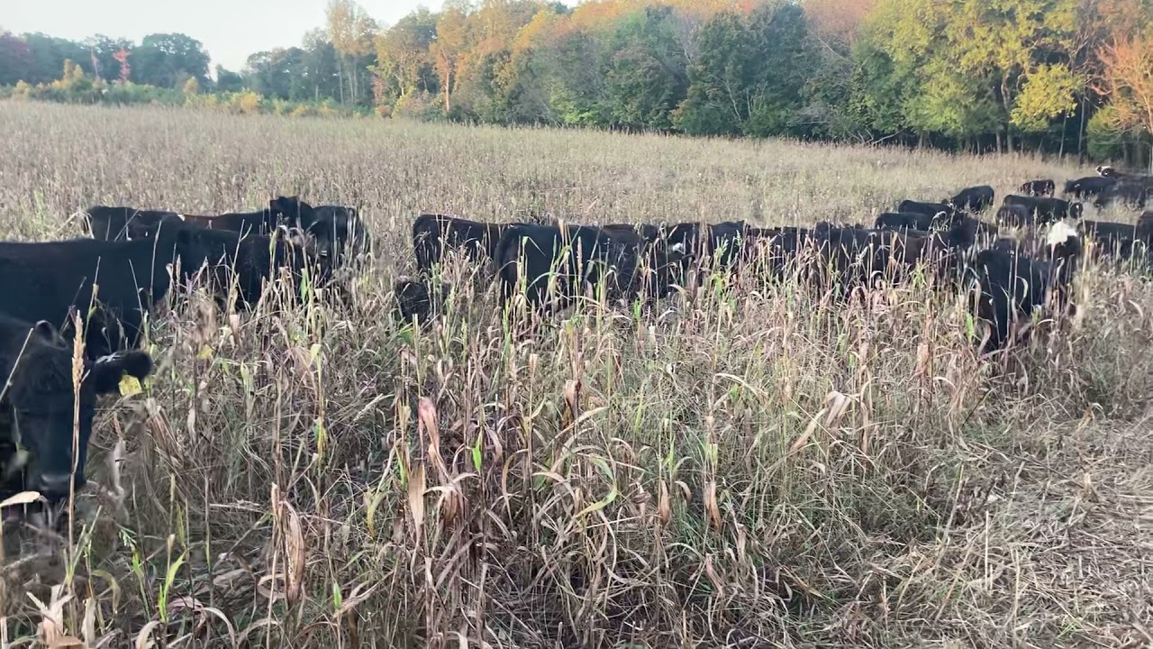 Improving our land with cattle