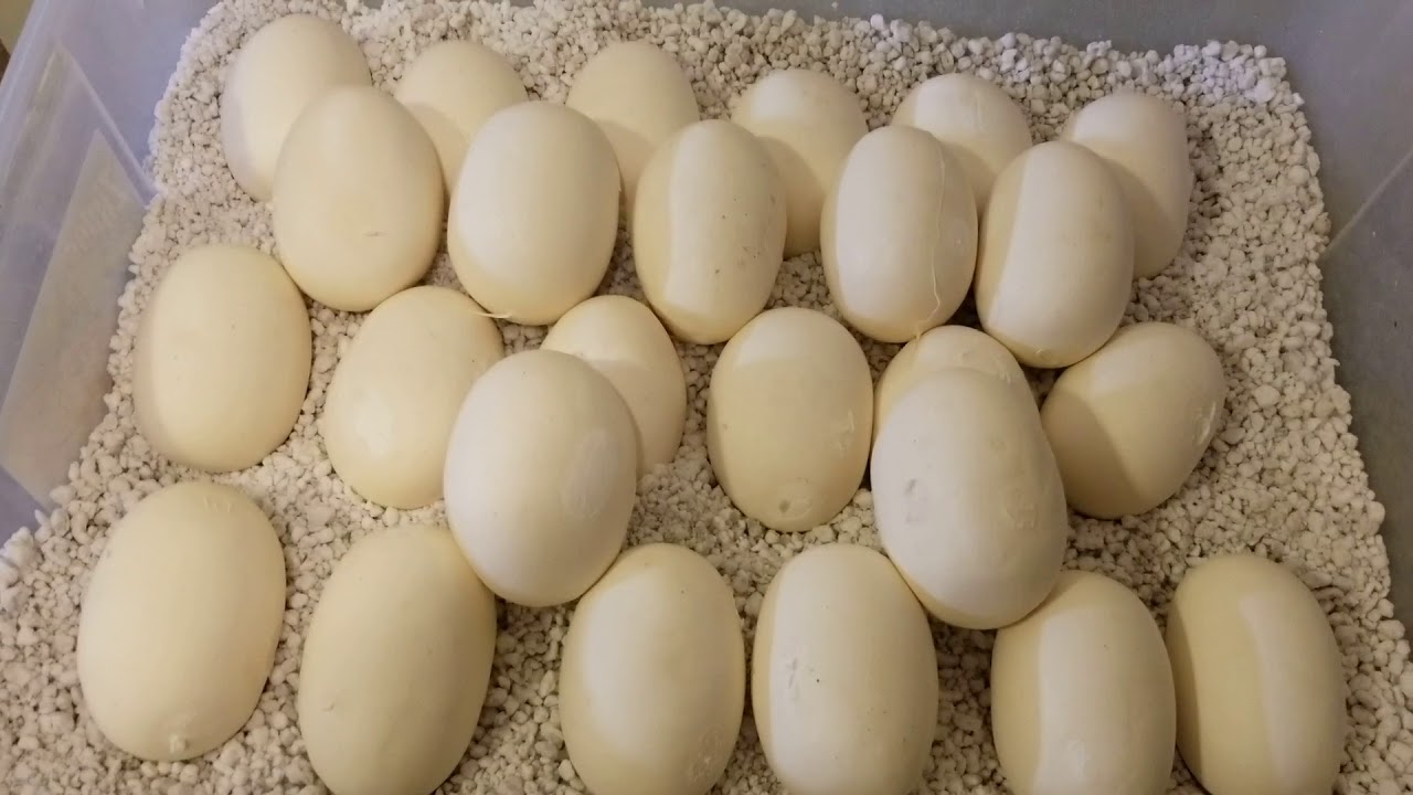 Burmese pythons egg pulling and setup for incubation.