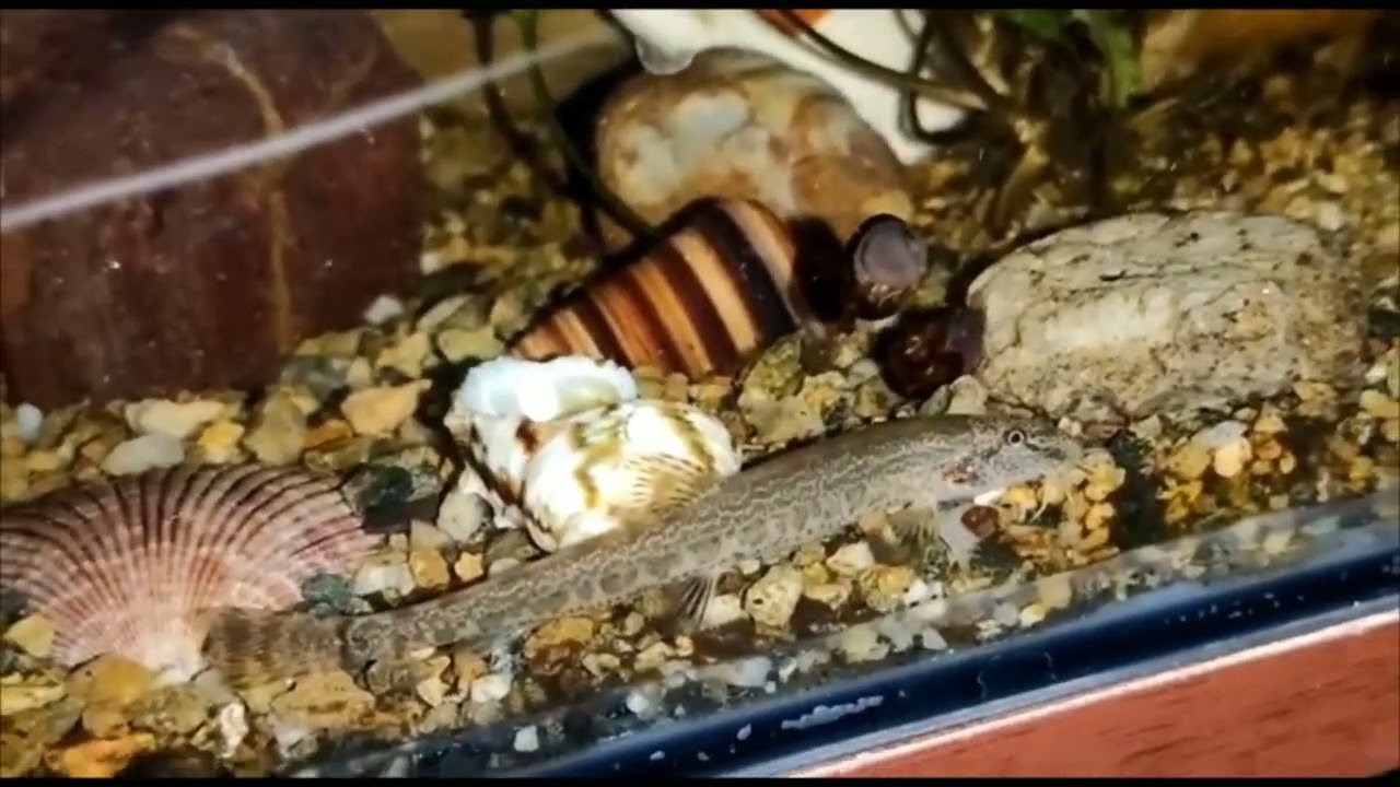 Вьюн и пескарь в аквариуме