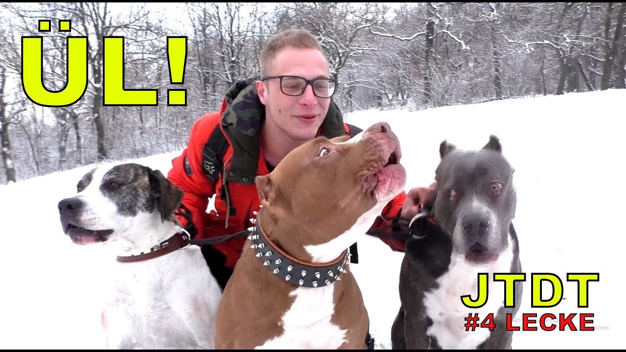 JTDT -  Ül! és a jutalom fontossága (XXL pitbull, stafford keverék) HUN