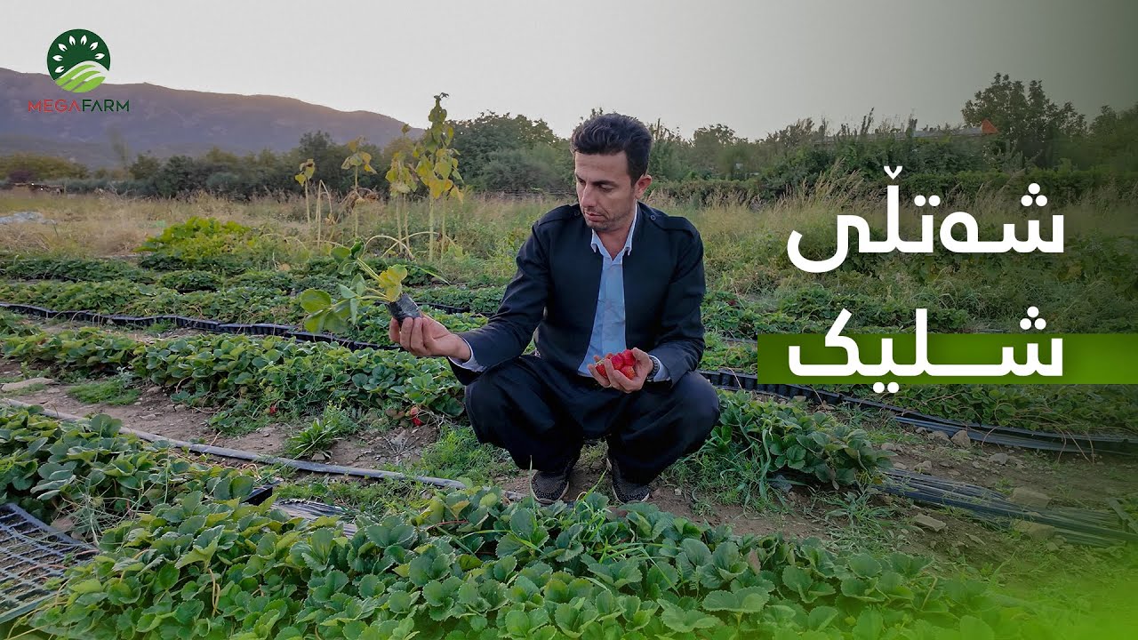🟡بەرهەمهێنانی شەتڵی شلیک سوود و قازانجی چییە؟