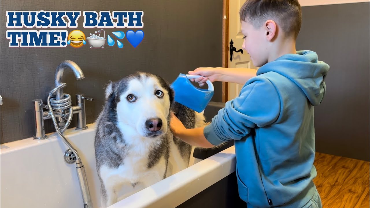 Пытаюсь искупать нашу перевозбуждённую хаски! 😂🛁 [ОНА ТАКАЯ СМЕШНАЯ!!!]