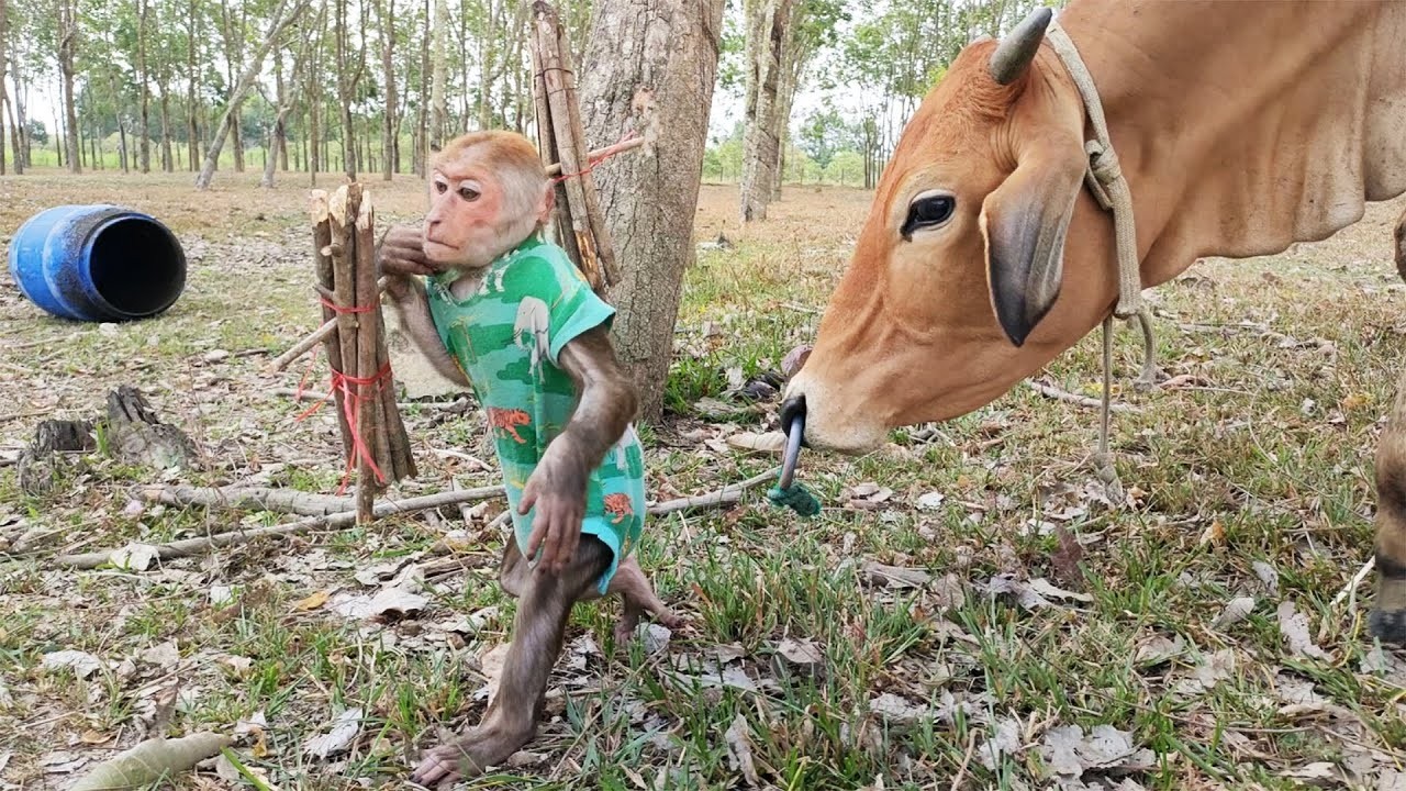 Monkey Kuku helps Mom collect firewood for cooking