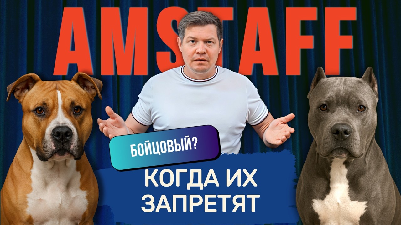 Амстафф —  БОЙЦОВАЯ СОБАКА? Почему все боятся мою собаку?