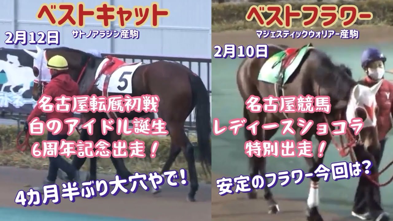 [競馬・馬主]地方競馬　ベストキャット2/12名古屋競馬転厩初戦　白のアイドル誕生6周年記念出走！大穴やで~ 2/10ベストフラワー　レディースショコラ特別出走！
