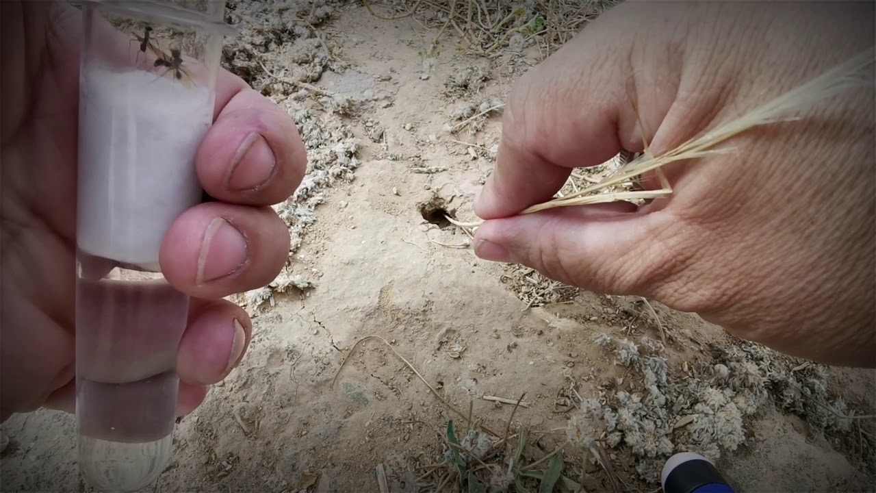 Cataglyphis iberica