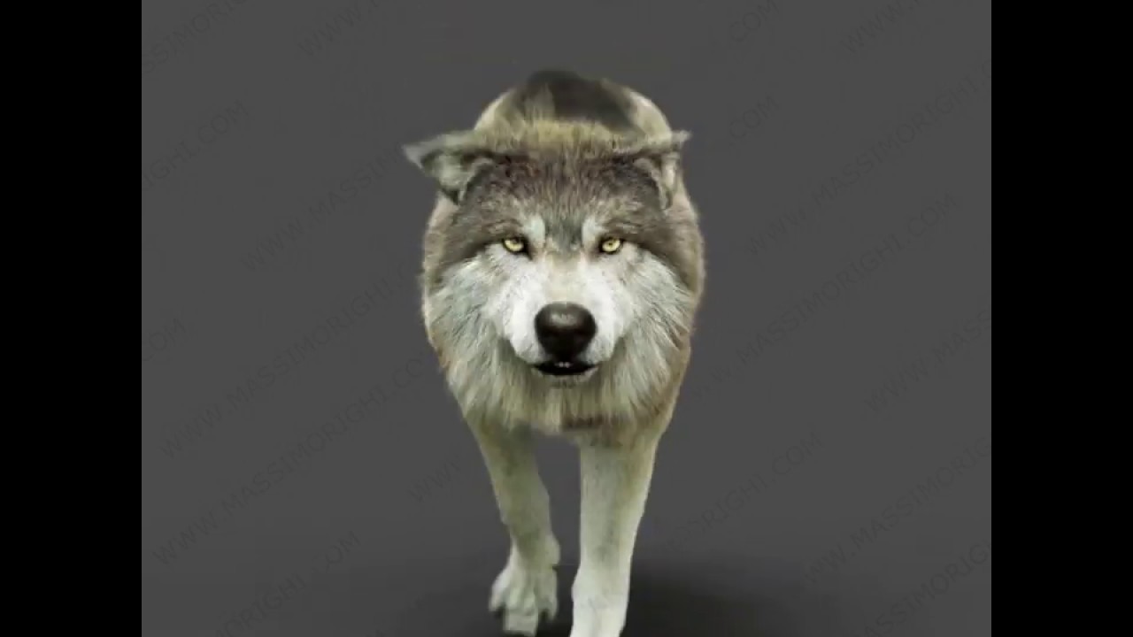 Wolf running