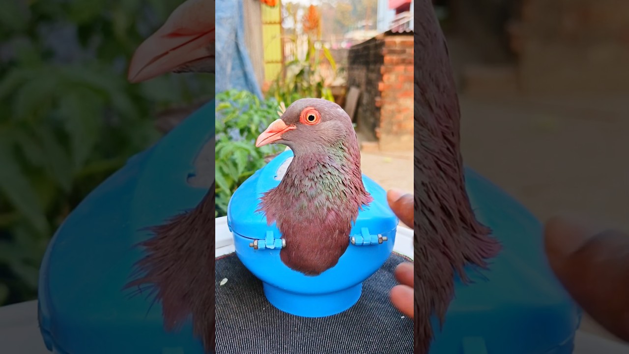 Pigeon treatment 1738 #birds​ #pigeon​ #pets​ #USA #America #USATips #AmericanLife #usashorts