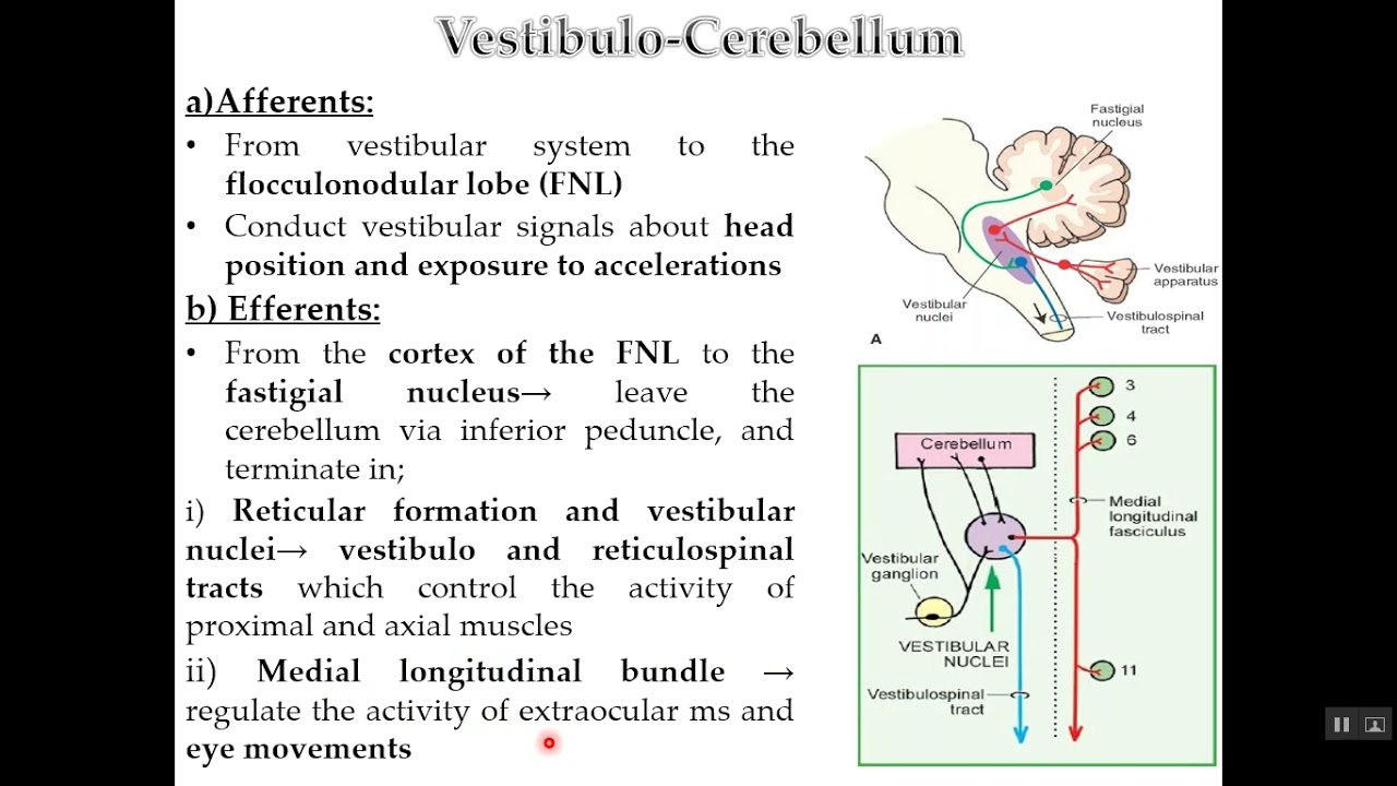 Physiology of Cerebellum
