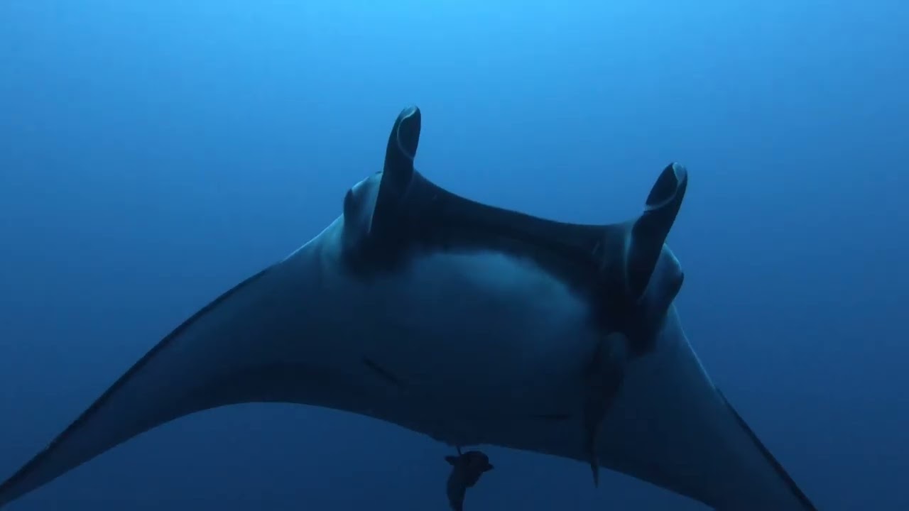 Socorro Island, Mexico. The Manta is coming back