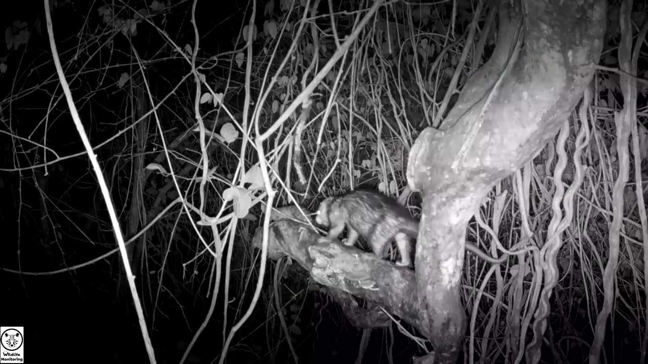 Camera Trap Videos of Wildlife in Guanacaste, Costa Rica