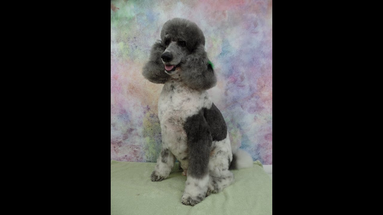 Parti Colored Standard Poodle has an Adventurous Day
