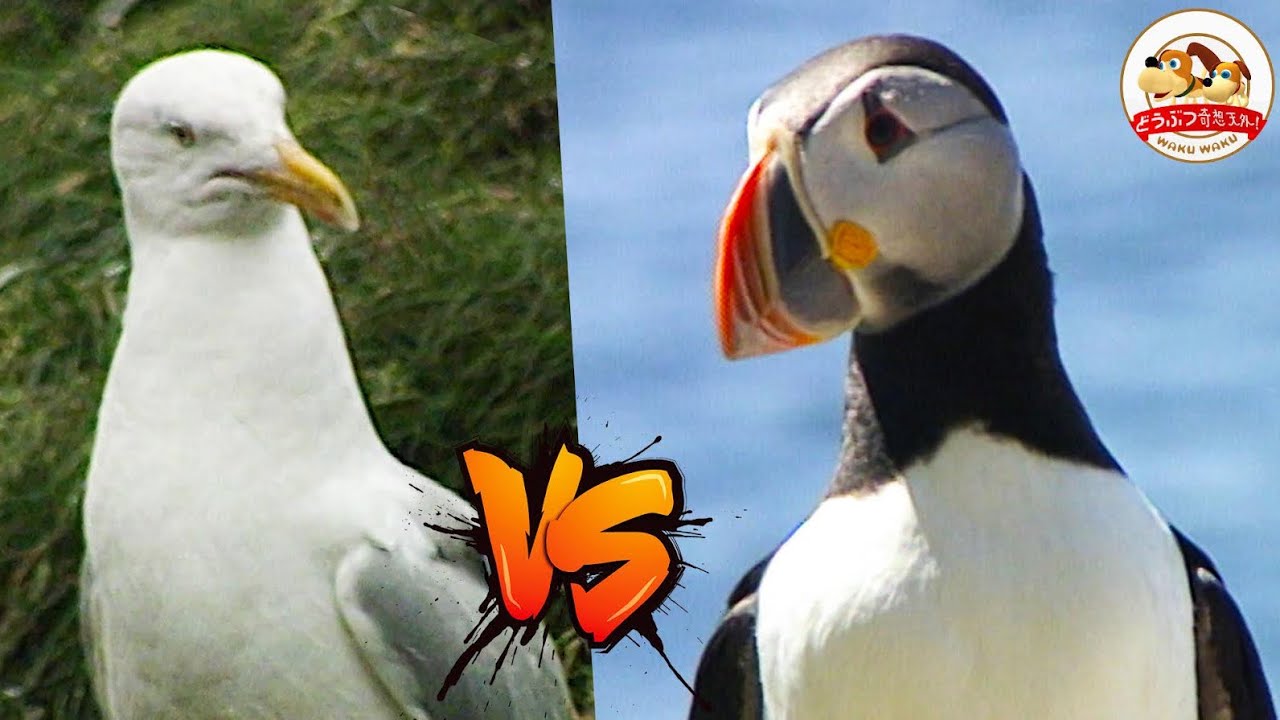 【シシャモをめぐる大乱闘】カラフル海鳥パフィンvs貪欲カモメ！ピエロのような顔の珍しい鳥・パフィンがカナダの海で子育てに励む貴重映像【どうぶつ奇想天外／WAKUWAKU】