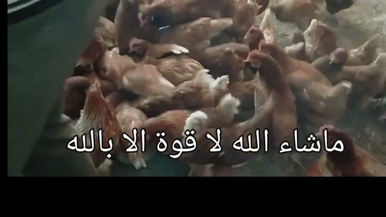 علف اقسم بالله ب 4جنيه ونتيجة البيض تجاوزة 90%بسببه لحد الوقتى مش مصدق النتيجه دى