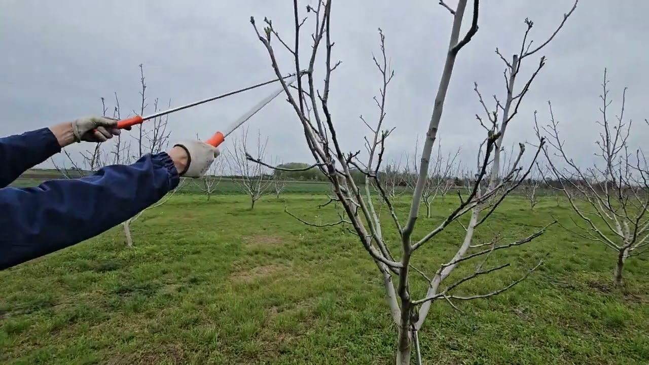 Rezidba oraha kada je najbolje vreme? #pruning #agriculture #nature #fruitcutting #garden #fruit