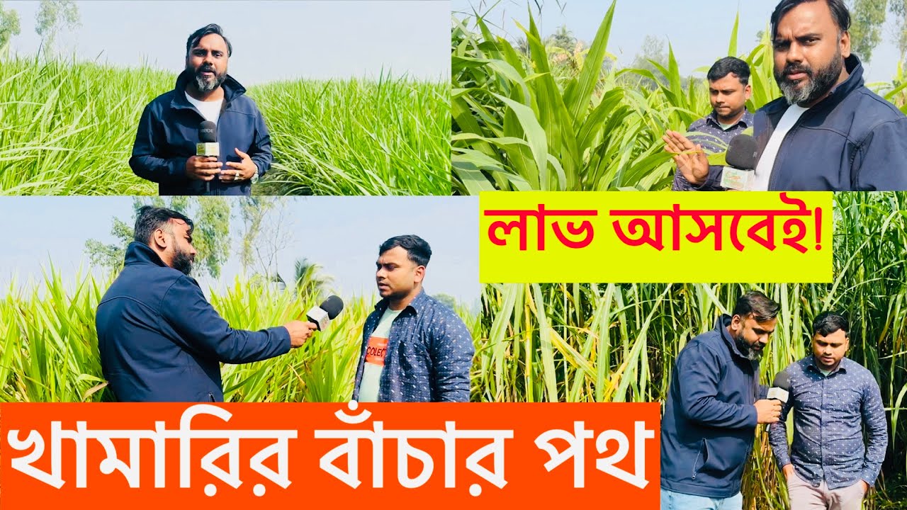 বাংলাদেশে সবচেয়ে লাভজনক ঘাস চাষ কোনটা ? ১ বিঘা জমিতে এই ঘাস চাষ করে মাসে কত আয় ? 