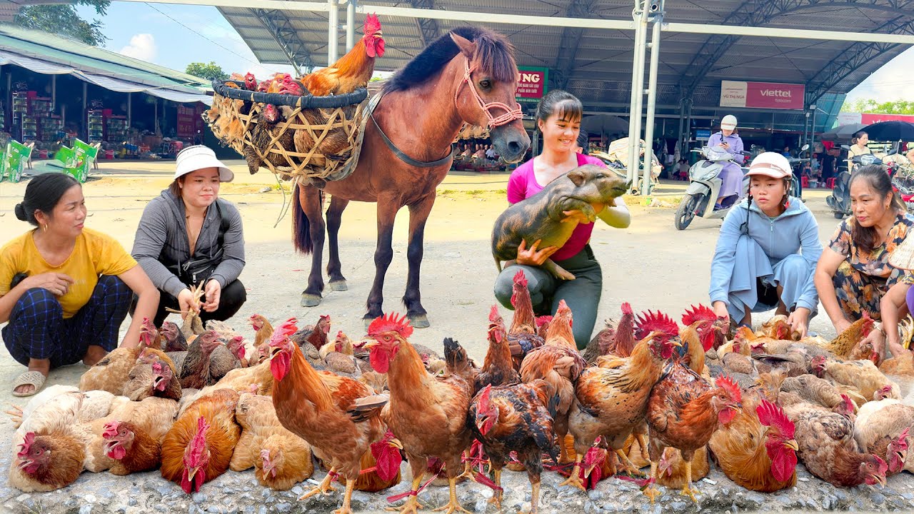TIMELAPSE _Selling Many Chicken After 365 Days Of Raising, Harvest Chicken /Phương Outdoor