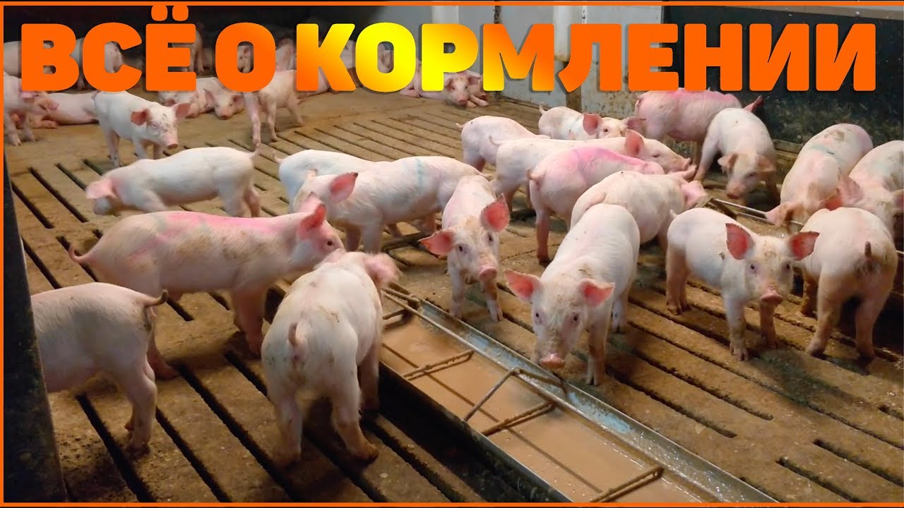 ВСЁ О КОРМЛЕНИИ СВИНЕЙ! КОРМА. СОСТАВ. КАК КОРМИТЬ?!