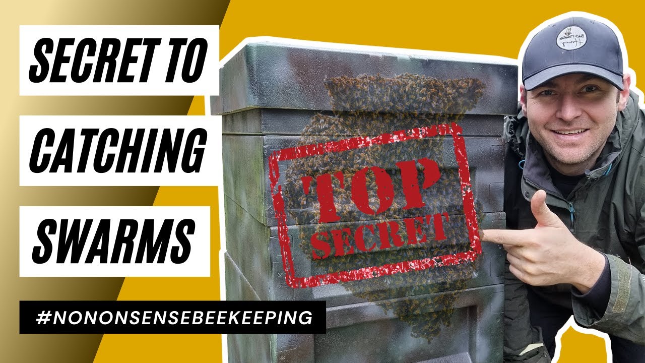 Secret To Catching Swarms - Catching Swarms Bait Hives - How to Swarm Traps - How to Catch a Swarm