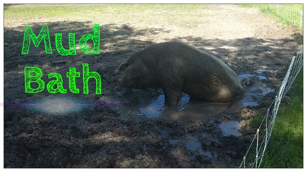 700 Pound Pig Taking A Mud Bath
