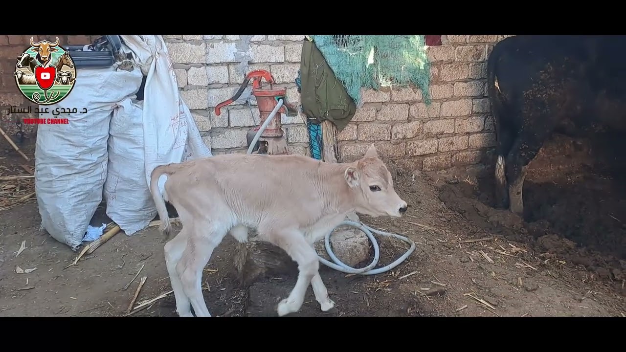 خساره صامته في المزرعه :،،(الدوده الكبديه وتاثيرها علي اللحم والوزن)