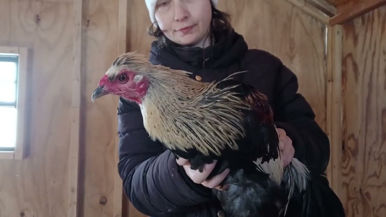 Trimming Feathers For Chicken Breeding.