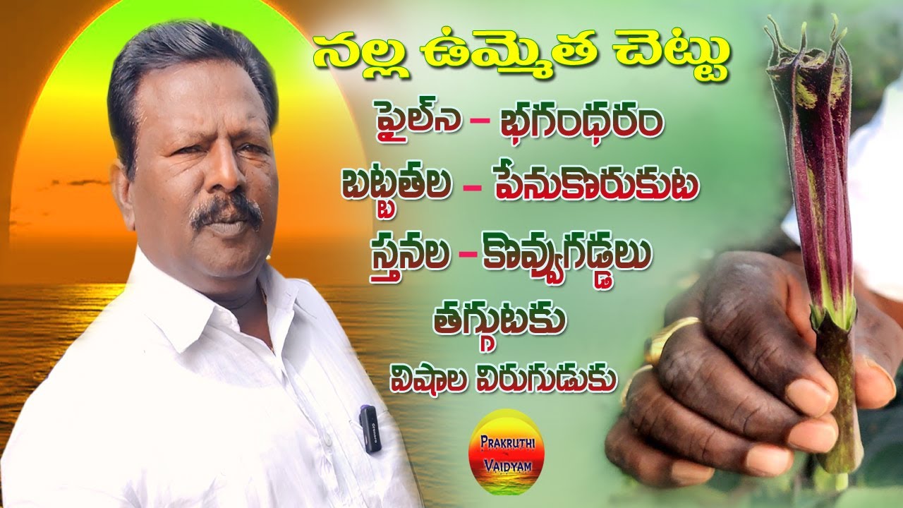 నల్ల ఉమ్మెత్త మూలికా ఉపయోగాలు,కొవ్వు,రొమ్ముగుడ్డలను,పైల్స్,భగందరమ్ను తగ్గించును |Nalla Umetha plant