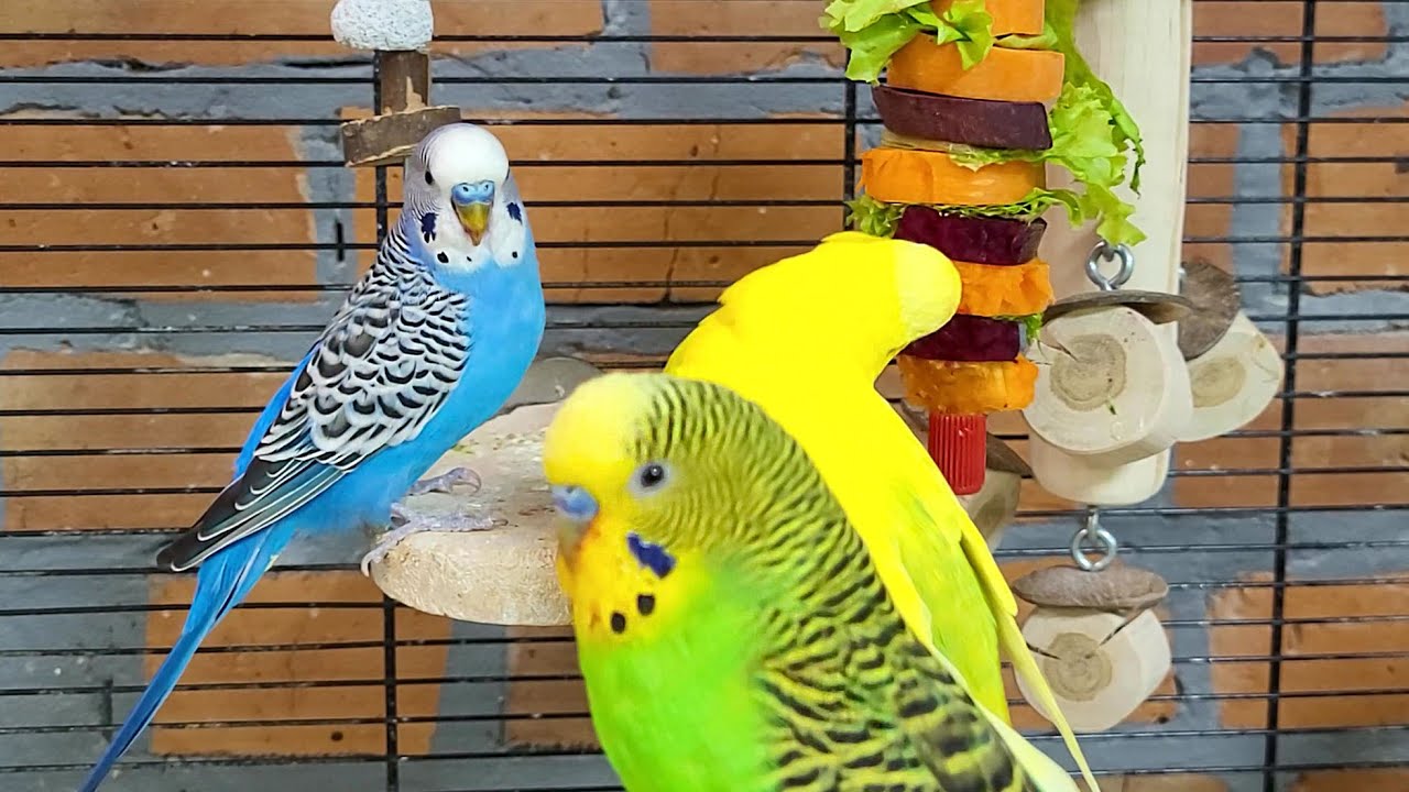 7 hours of budgie sounds