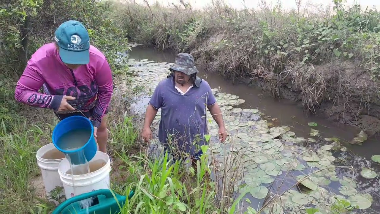 Venham ver como molhamos os pés de🌽 