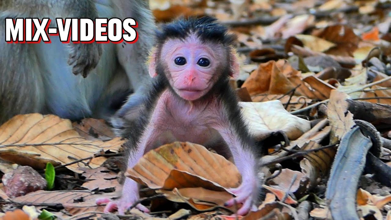 Lovely Film! Adorable baby monkey learn to walks around, | 5Starmonkey