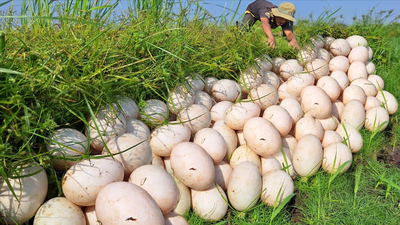 Wow amazing fishing! Picking eggs in a grassy area, picking up lots of eggs.