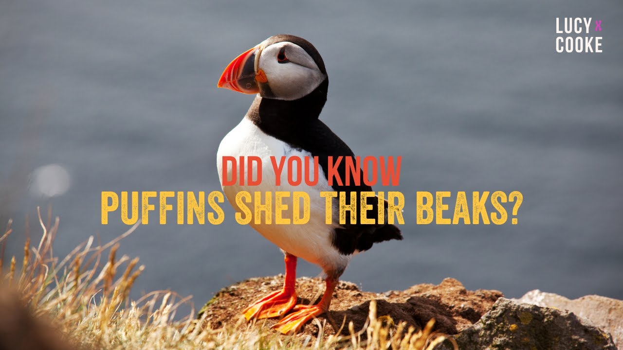 Did you Know Puffins Shed their Beaks?