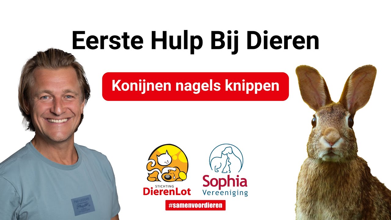 Hoe knip je de nagels van je konijn?