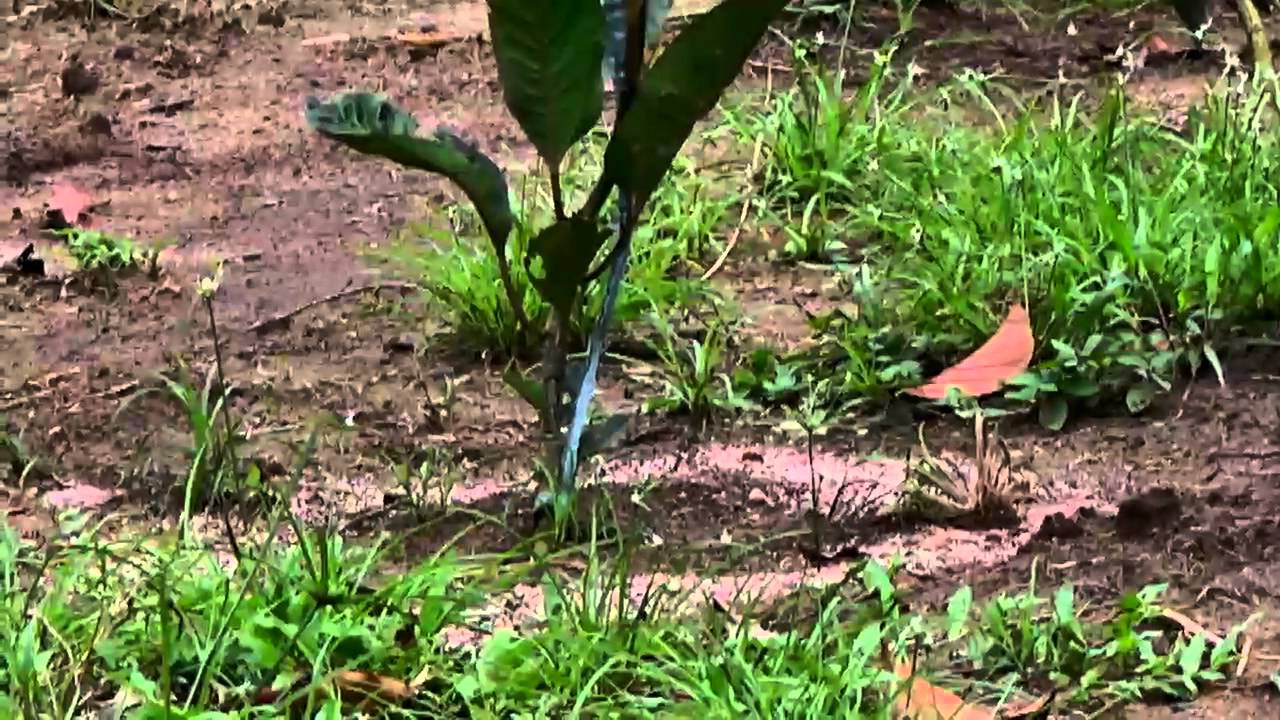 Amazônia Rural | Cultivo de maracujá | Parte 03