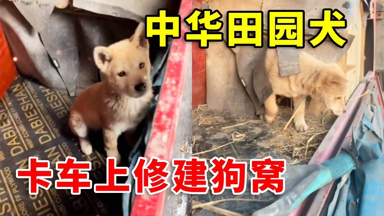 中国卡车司机偶遇中华田园犬，收养后在卡车上修建狗窝#doglife #老友狗狗 #pets #cutedog #animals #funny