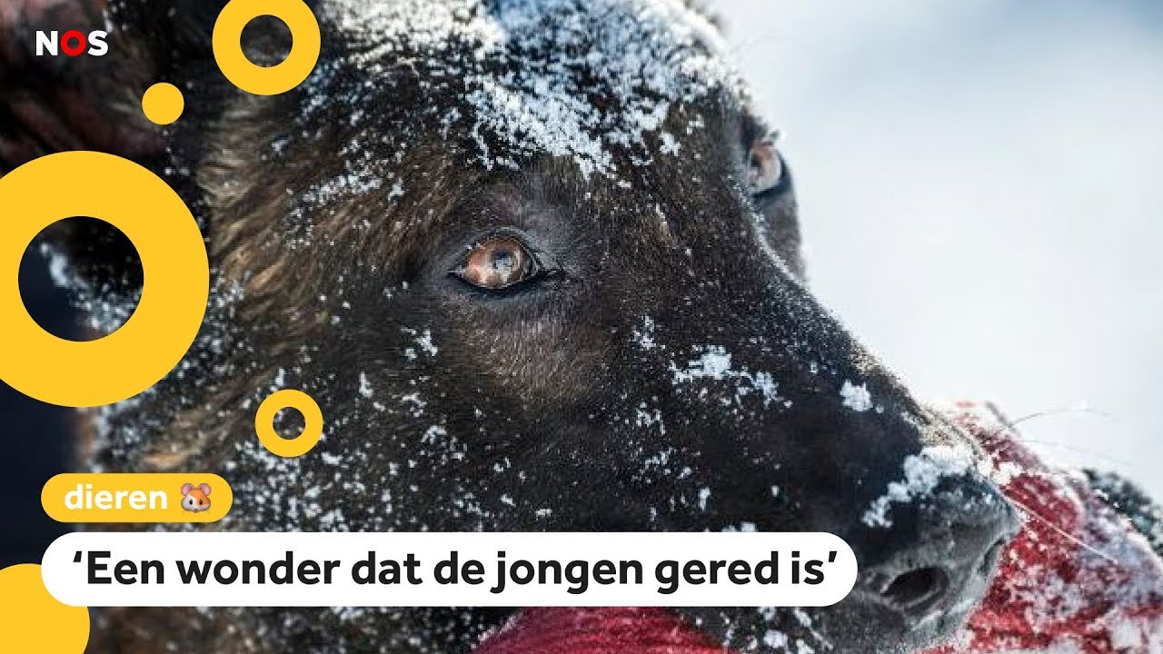 Speurhond redt jongen van 12 uit lawine