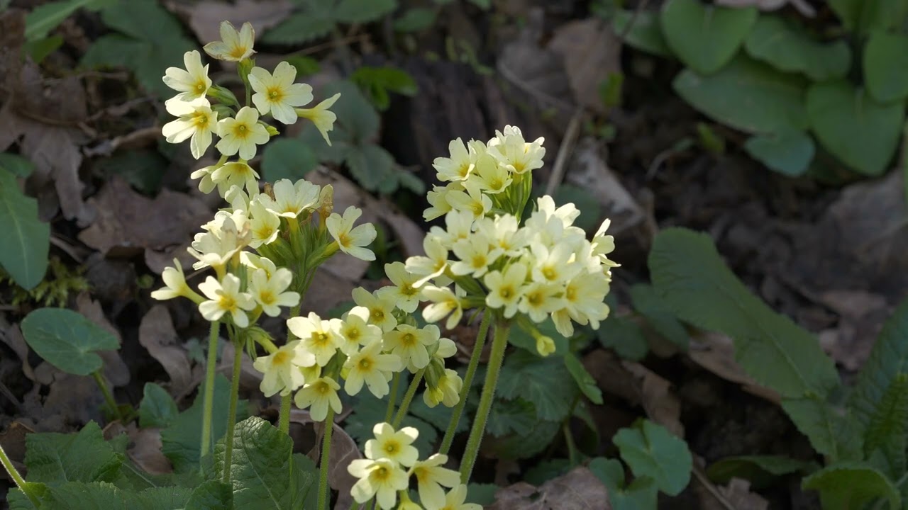Die Frühblüher