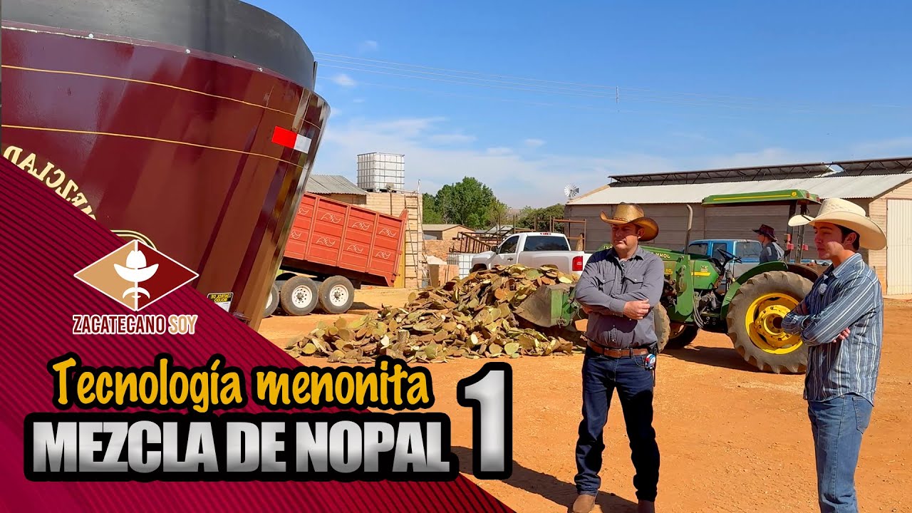 ASÍ MEZCLAN EL NOPAL PARA Ganado con Tecnología Menonita
