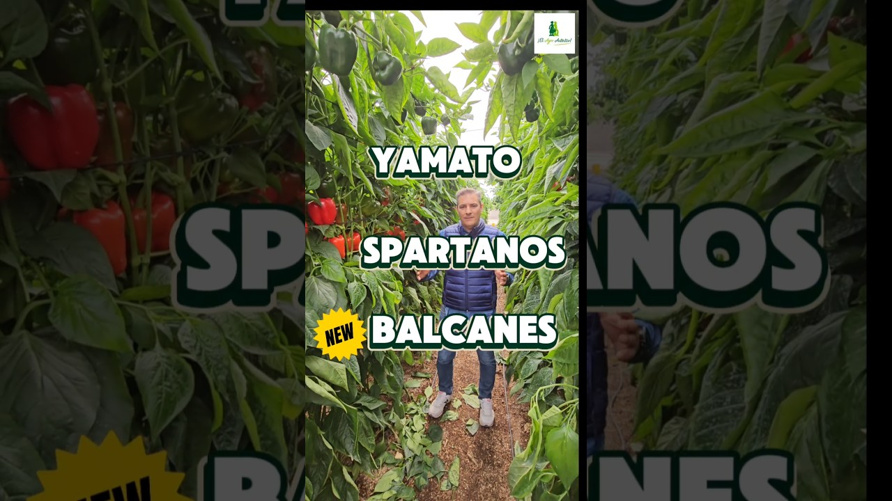 Tres nuevos californias rojos: Spartanos, Balcanes y Yamato.    #syngenta #syngentavegetables