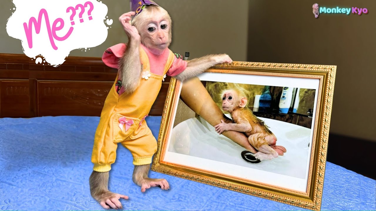 Special secret on monkey Kyo's 6 - month - old birthday!