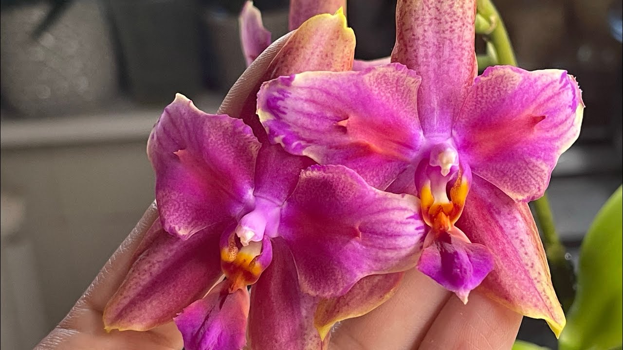 Орхидейный влог 🦋🦋🦋 #орхідеї #орхидеибабочки #orchid