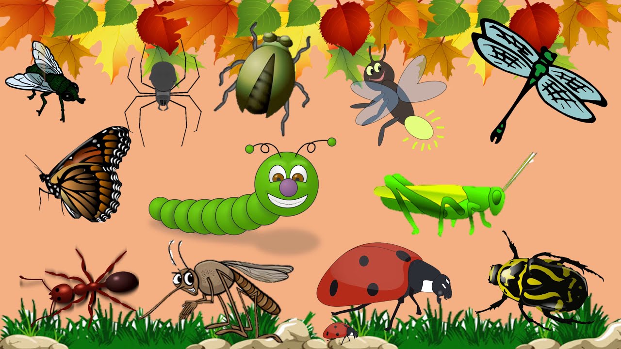 Ons leer van Insekte