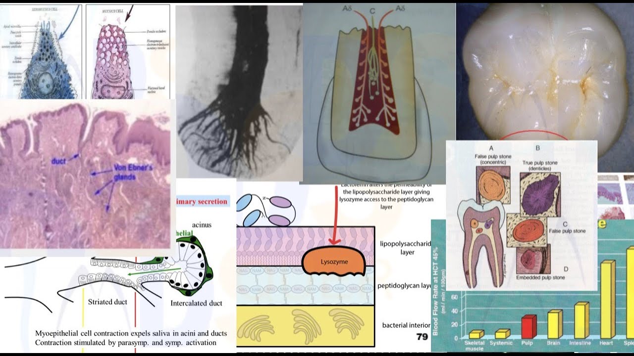 DENTAL HISTOLOGY II NEET MDS || INICET MDS || Quick Revision | WE ARE WITH YOU - TEAM MDSCONQUER