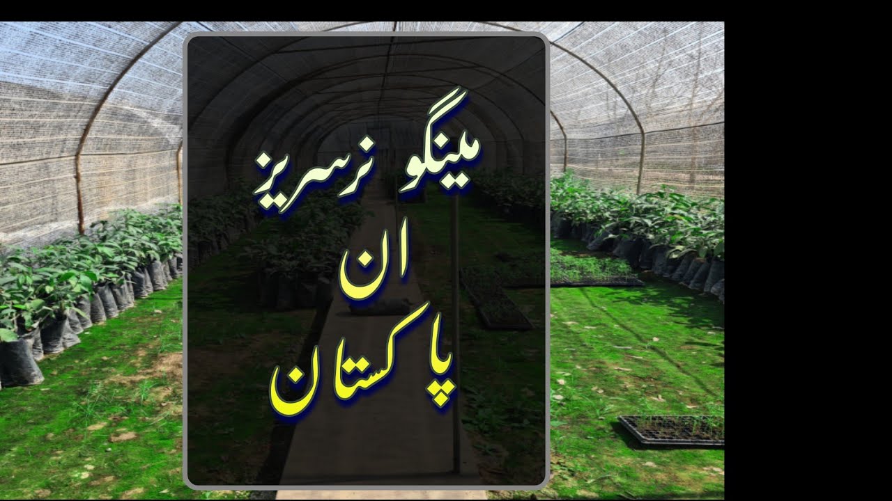 Mango Nurseries In Pakistan 🇵🇰..... پاکستان میں آم کی نرسریز