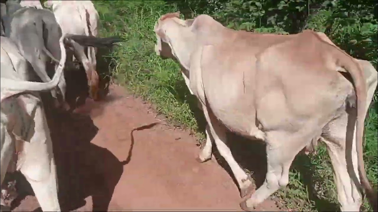 Na lida com o gado